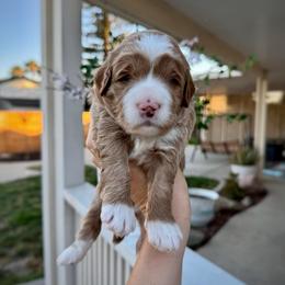 Caramel - Apricot male Goldendoodle puppy in Rio Linda, California from Plush Doodles
