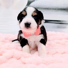 Girl B - Black tri female Miniature Australian Shepherd puppy in Florida from All Champions Mini Aussies & ABW Great Danes
