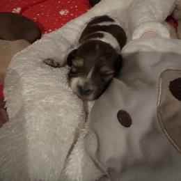 Gust - Piebald male Dachshund puppy in Summit, South Carolina from Doxies4Paws