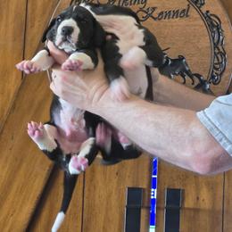 Incredibolt - Mantle male Great Dane puppy in Cheyenne, Wyoming from Viking Kennel