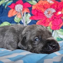 Gray Collar - Gray male Cane Corso puppy in Houston, Texas from Zenith Cane Corso
