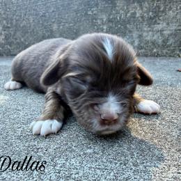 Dallas - Red tri male Miniature Australian Shepherd puppy in Sandy Hook, Kentucky from RidgeTop Aussies