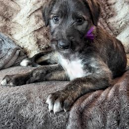 Irish Wolfhound Puppies from Westover Wolfhounds
