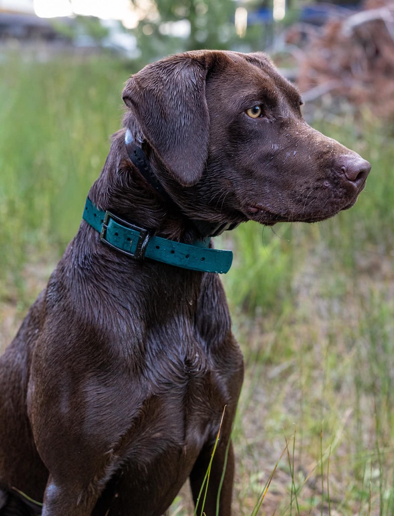 Timber