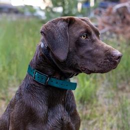 Timber - Labrador Retriever