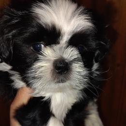 Dallas - Black and white male Shih Tzu puppy in Palmyra, New York from Karen's Tzus of Palmyra-Macedon