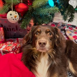 Max - Red tri male Miniature Australian Shepherd puppy in Pensacola, Florida from TNT MINI AUSSIES