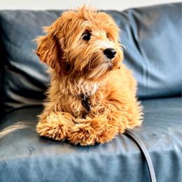 Londyn - Australian Labradoodle