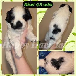 Kiwi -3rd born - Black and white female Havanese puppy in Kansas City, Missouri from Happy Havi Tails