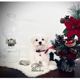 Maltese Puppies from OT Maltese & Co