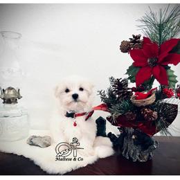 Maltese Puppies from OT Maltese & Co