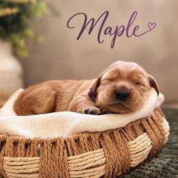 Maple - Dark golden female Golden Retriever puppy in San Bernardino, California from Thegoldendreams1