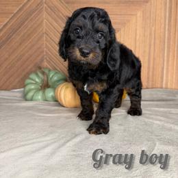 Gray Boy - Phantom male Goldendoodle puppy in Modesto, California from Two Doods Doodles
