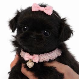 Posey - Black female Shih Tzu puppy in Tallahassee, Florida from Bows and Bow Ties