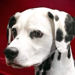 Dalmatians from CarriageHill Dalmatians