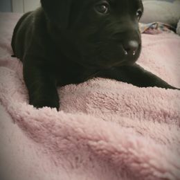 Labrador Retriever Puppies from Red Hearts Labradors