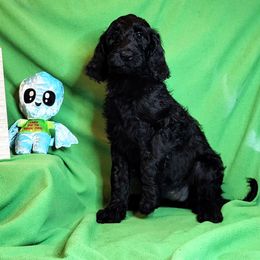 Pinky - Black Goldendoodle puppy in Sarasota, Florida from Oodles of Poodles and Doodles