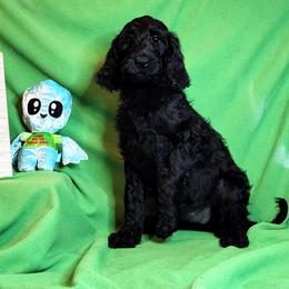 Pinky - Black Goldendoodle puppy in Sarasota, Florida from Oodles of Poodles and Doodles