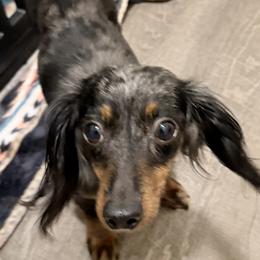 Dachshund puppies from Doxie Den🐾