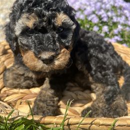 Assorted Doodle Crosses, Aussiedoodle, Bernedoodle, and Poodle Puppies from Pear Tree Prairie Doodles