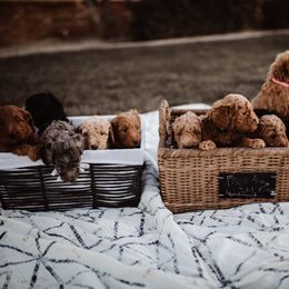 Aussiedoodle and Bernedoodle Puppies from High Desert Doodles