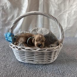 Light Blue Collar Male - Red  male Goldendoodle puppy in Bradenton, Florida from Suncoast Goldendoodles