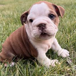 Danny - Red and white male Bulldog puppy in Salem, Illinois from Itsabulldogthing