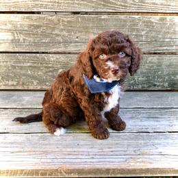 Roots - Sable and white male Cockapoo puppy in Hermiston, Oregon from Columbia River Cockapoos