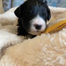Goldendoodle, Poodle, and Sheepadoodle Puppies from Heavenly Hilltop Farm