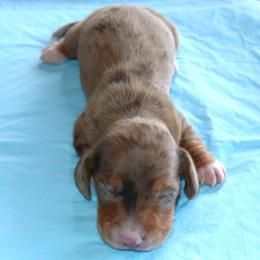 Puppy B Family Raised Purebred Genetically DNA Tested Parents - Dapple male Dachshund puppy in Haines City, Florida from Divine Dachshunds