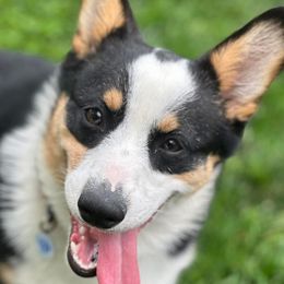 Clover - Pembroke Welsh Corgi