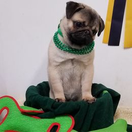 Pug Puppies from KNGZ Kennel