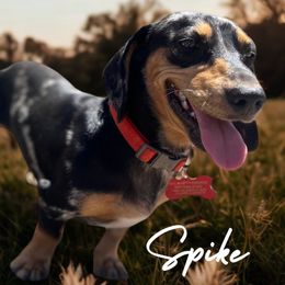 Spike - Dachshund