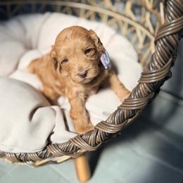 Purple - Caramel female Australian Labradoodle puppy in Calhoun, Louisiana from Arrowhead Australian Labradoodles