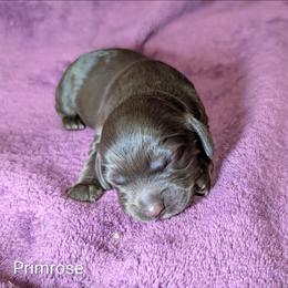 Primrose - Brown female Cockapoo puppy in Sunset, Louisiana from Cano Cockapoos
