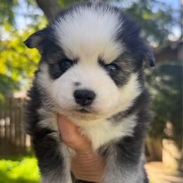Honey - Black and white female Pomsky puppy in La Verne, California from Red Cedar Pomskies