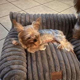 Yorkshire Terrier puppies from Lala’s Pups