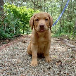 Gold Nugget - Yellow male Labrador Retriever puppy in Prince George, Virginia from Kingdom Kenelz Labradors