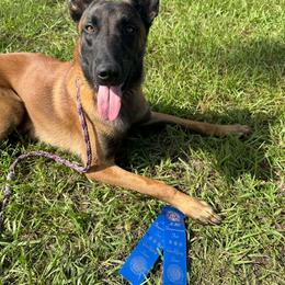 Belgian Malinois puppies from Fromage Malinois