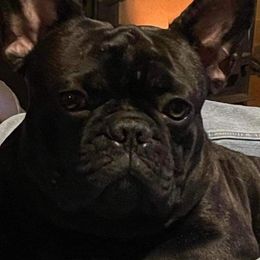 Frankie - French Bulldog