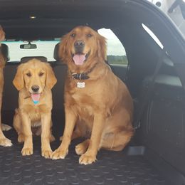 Golden Retriever Puppies from Arkansas River Golden Retrievers