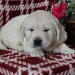 Farley - Light golden male Golden Retriever puppy in Fredericksburg, Ohio from Golden family companion's
