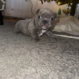 Colassus - Blue male French Bulldog puppy in West Hempstead, New York from Long Island Frenchie