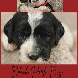 Black Parti Male - Black and white male Cockapoo puppy in Stayton, Oregon from MoSa Ranch Cockapoos