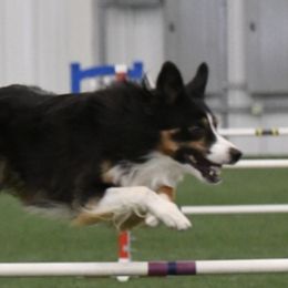 Border Collies from Applegarth Border Collies
