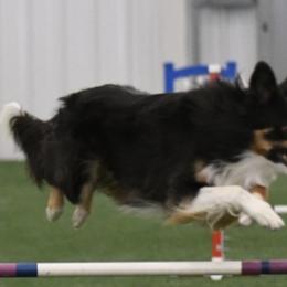 Border Collies from Applegarth Border Collies