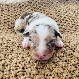 Blaze - Red merle male Australian Shepherd puppy in Zwingle, Iowa from Homestead Aussies & Doodles