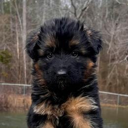 German Shepherd Puppies from Tabor Springs GSD