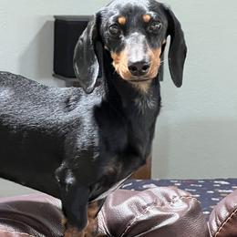 Dachshunds from Eddy’s Mini Doxies