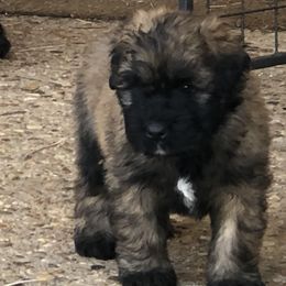 Bouvier des Flandres Puppies from Seasons of Joy Farm and Ranch